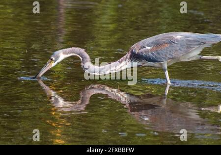 Une tricolore de tiges de Heron proie dans les eaux peu profondes d'une réserve naturelle de Tampa Bay, Floride. Banque D'Images