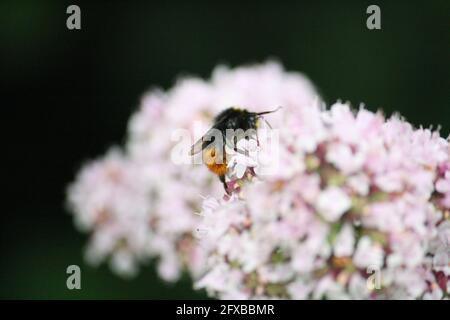 Abeille rouge (Bombus lapidarius) collecte de nectar et de pollen d'une fleur Banque D'Images