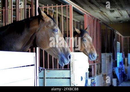 Deux poulains de pur-sang à la porte stable. Chevaux debout dans la grange. Banque D'Images