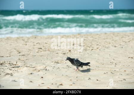 Pigeon marche sur la plage dans un vent ensoleillé jour Banque D'Images