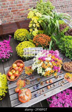 Table de balcon avec récolte d'automne comprenant un bouquet de chrysanthèmes fleuris, divers noix, pommes, citrouille, prunes et feuilles de raisin avec fleurs en pot en arrière-plan Banque D'Images