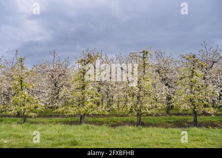 Allemagne, Altes Land, arbres fruitiers fleuris dans le verger au printemps Banque D'Images