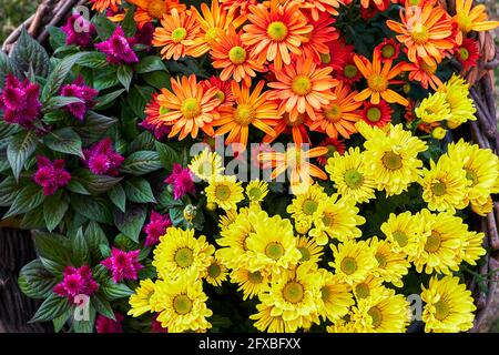 Mer de fleurs dans un panier en osier avec celosia violet en fleur, gerbara orange et chrysanthèmes jaunes, comme un tapis coloré Banque D'Images