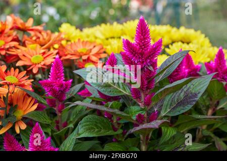 celosia violet dans le panier de plantation avec jaune et orange gerberas et chrysanthèmes Banque D'Images