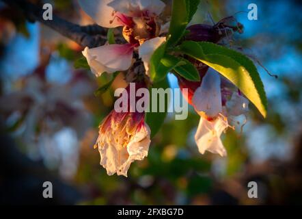 fleurs d'amande avec ses pétales roses, ouvrant dans les branches contre le soleil de l'après-midi et avec un fond non focalisé. Banque D'Images