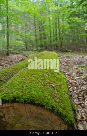 une couche épaisse de mousse verte sur un arbre abattu dans la forêt Banque D'Images