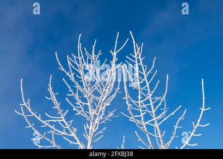 Branches d'arbres stériles recouvertes de givre sur le ciel bleu Banque D'Images