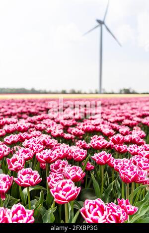 Champ de tulipes roses fleuris avec éolienne en arrière-plan Banque D'Images