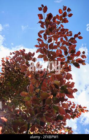 Fagus sylvatica Atropunicea - feuillage de hêtre de cuivre contre ciel bleu Banque D'Images