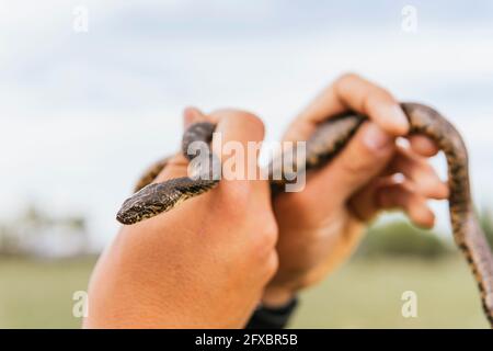 Un jeune homme attrape un serpent vipère en forêt Banque D'Images