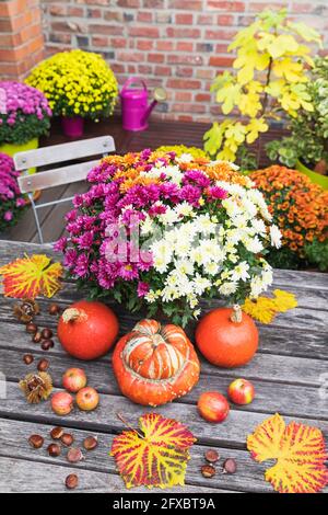 Récolte d'automne incluant un bouquet de chrysanthèmes en fleurs, des châtaignes, des pommes, de la citrouille, des courcettes et des feuilles de raisin Banque D'Images