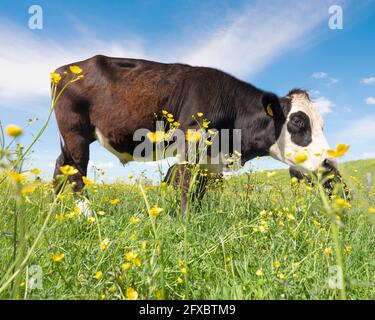 vaches et taureaux noirs et blancs dans un pré plein de buttertasses jaunes sous ciel bleu aux pays-bas Banque D'Images
