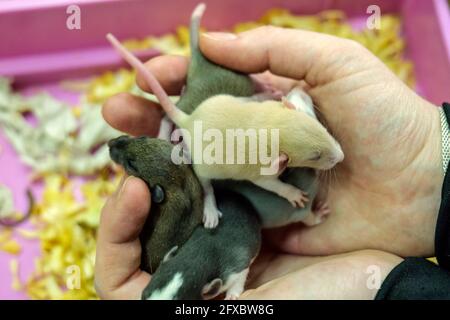 gros plan sur les mains de petits rats décoratifs Banque D'Images