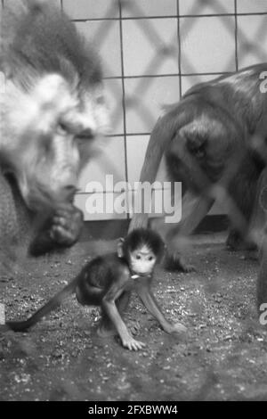 Jeunes hyènes marchant avec le sitter à Artis, le babouin de manteau né le 1er janvier dernier est en croissance gentiment, 6 février 1961, animaux, pays-Bas, agence de presse du xxe siècle photo, nouvelles à retenir, documentaire, photographie historique 1945-1990, histoires visuelles, L'histoire humaine du XXe siècle, immortaliser des moments dans le temps Banque D'Images