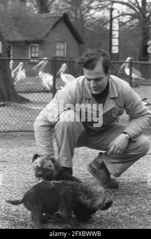 Jeunes hyènes marchant avec le sitter à Artis, 6 février 1961, MARCHANT, pays-Bas, agence de presse du xxe siècle photo, nouvelles à retenir, documentaire, photographie historique 1945-1990, histoires visuelles, L'histoire humaine du XXe siècle, immortaliser des moments dans le temps Banque D'Images
