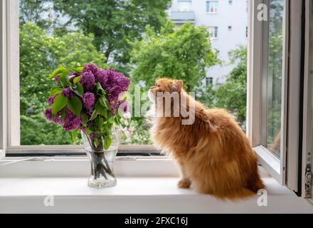 Un beau chat aux cheveux rouges arracha un bouquet de fleurs de lilas à fenêtre Banque D'Images
