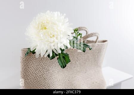 Grand chrysanthème blanc dans un sac de plage tressé, qui repose sur un tabouret. Consép. Copier l'espace Banque D'Images