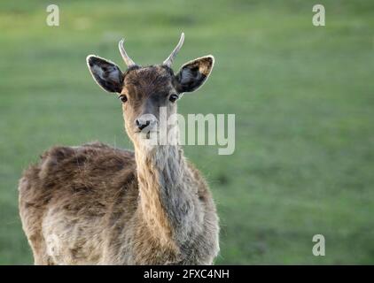 Gros plan d'un jeune cerf de Virginie (Dama dama). Mai en pologne. Banque D'Images
