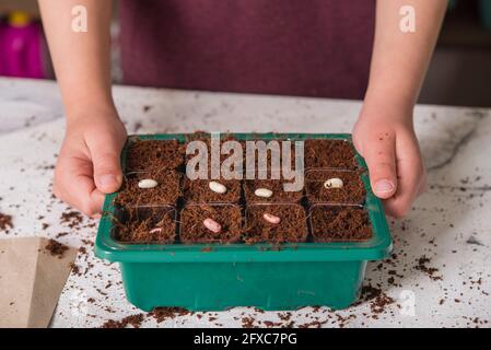 Garçon plantant des graines dans la boîte de pot de fleur sur la table Banque D'Images