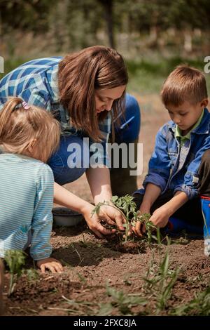 Mère plantant des plants de tomate avec son fils et sa fille dans la cour arrière Banque D'Images