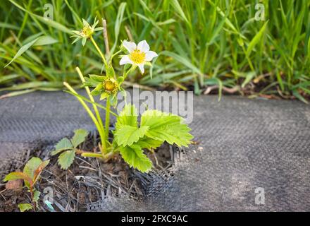 Fraise sauvage en fleur sur une parcelle biologique de terrain de ferme recouverte d'agrotextile (tapis de paillis de tissu). Banque D'Images