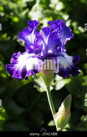 Iris 'eal Me In'. Banque D'Images
