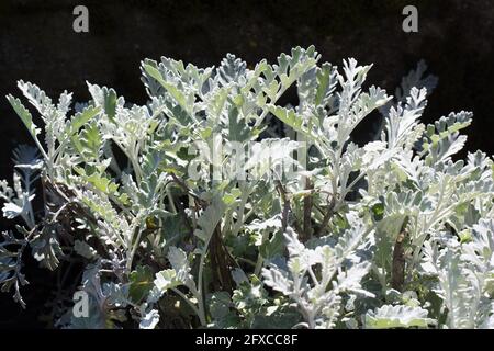 Senecio cineraria 'poussière de film'. Banque D'Images