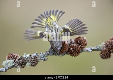 Le siskin eurasien (Spinus spinus) chante sur la branche de l'arbre Banque D'Images