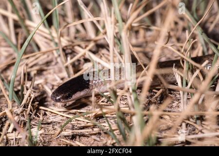 Le serpent à tête noire des plaines est un petit serpent inoffensif qui se trouve habituellement dans les plaines rocheuses ou herbeuses du sud-ouest des États-Unis Banque D'Images