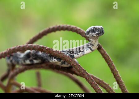 Le serpent à escargot commun, Sibon nebulatus, se nourrit d'escargots et de limaces et peut extraire un escargot de sa coquille. Banque D'Images