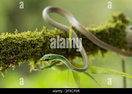 Le serpent perroquet satiny, Leptophis ahaetulla, est un serpent arboricole présent en Amérique centrale et du Sud. Banque D'Images