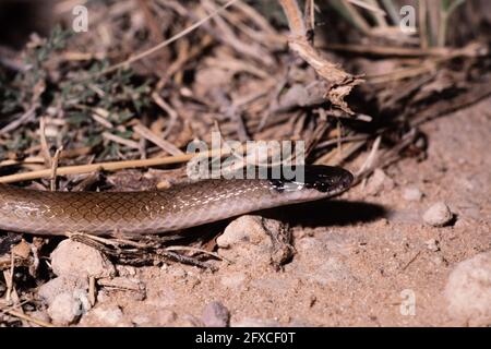 Le serpent à tête noire des plaines est un petit serpent inoffensif qui se trouve habituellement dans les plaines rocheuses ou herbeuses du sud-ouest des États-Unis Banque D'Images