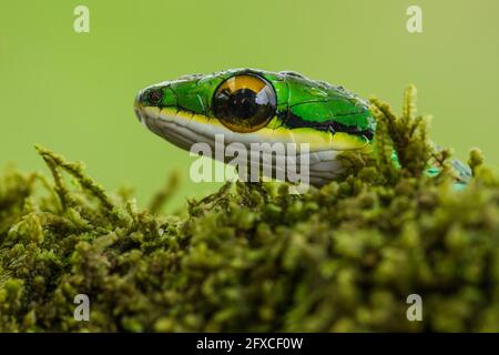 Le serpent perroquet satiny, Leptophis ahaetulla, est un serpent arboricole présent en Amérique centrale et du Sud. Banque D'Images