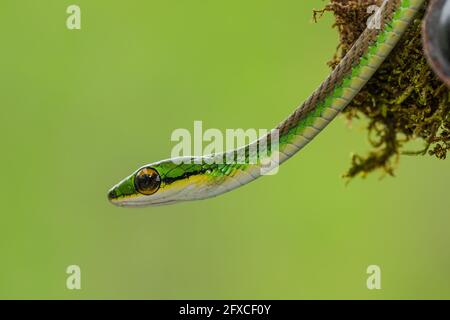 Le serpent perroquet satiny, Leptophis ahaetulla, est un serpent arboricole présent en Amérique centrale et du Sud. Banque D'Images