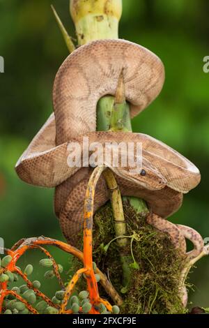 Le Boa d'arbre annelé ou annelé. Corallus annulatus est un serpent non venimeux présent en Amérique centrale et du Sud. Banque D'Images