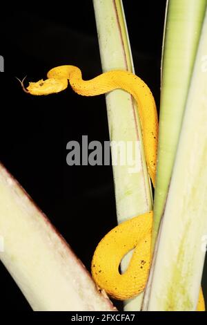 Le Viper d'Eyelash, Bothriechlegelii, est un serpent venimeux relativement petit trouvé dans les forêts tropicales néotropicales. Panama. Cette espèce a plusieurs v Banque D'Images