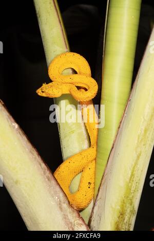 Le Viper d'Eyelash, Bothriechlegelii, est un serpent venimeux relativement petit trouvé dans les forêts tropicales néotropicales. Panama. Cette espèce a plusieurs v Banque D'Images