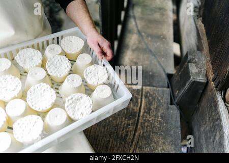 Homme d'affaires tenant le fromage dans un plateau en plastique Banque D'Images