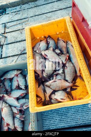 Beaucoup de poissons dans un bateau dans une caisse en plastique verticale image sans personne Banque D'Images