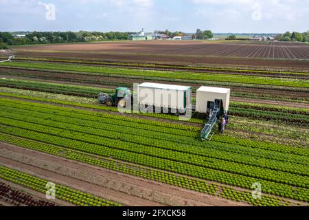 Récolte de laitue Lollo Bianco, les travailleurs de la récolte coupent les têtes de laitue, les nettoient et les mettent dans des boîtes, dans la remorque ils sont lavés et pac Banque D'Images