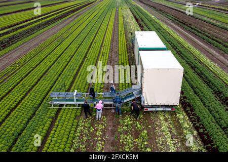 Récolte de laitue Lollo Bianco, les travailleurs de la récolte coupent les têtes de laitue, les nettoient et les mettent dans des boîtes, dans la remorque ils sont lavés et pac Banque D'Images