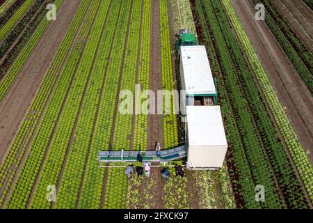 Récolte de laitue Lollo Bianco, les travailleurs de la récolte coupent les têtes de laitue, les nettoient et les mettent dans des boîtes, dans la remorque ils sont lavés et pac Banque D'Images