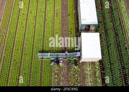 Récolte de laitue Lollo Bianco, les travailleurs de la récolte coupent les têtes de laitue, les nettoient et les mettent dans des boîtes, dans la remorque ils sont lavés et pac Banque D'Images