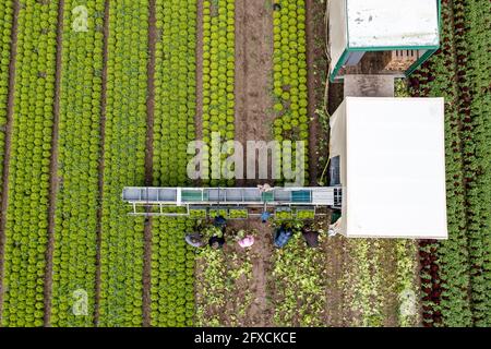 Récolte de laitue Lollo Bianco, les travailleurs de la récolte coupent les têtes de laitue, les nettoient et les mettent dans des boîtes, dans la remorque ils sont lavés et pac Banque D'Images