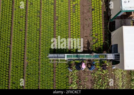Récolte de laitue Lollo Bianco, les travailleurs de la récolte coupent les têtes de laitue, les nettoient et les mettent dans des boîtes, dans la remorque ils sont lavés et pac Banque D'Images