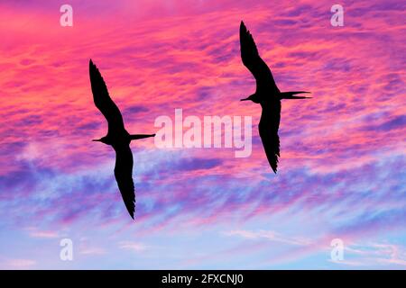 Deux oiseaux volées avec des ailes étalées silhouetté contre UN Ciel de coucher de soleil aux couleurs vives Banque D'Images