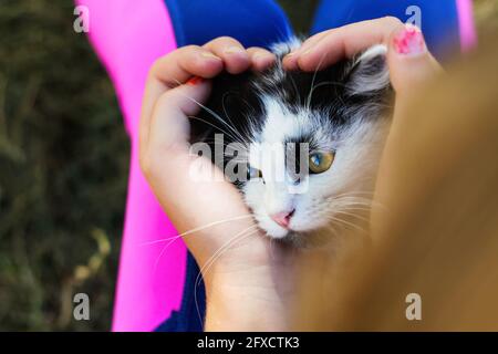 Flou artistique main femelle stroking et caresser mignon chat noir et blanc, chaton avec les yeux jaunes. Arrière-plan animal de compagnie amour. Vue de dessus. Façonner le cœur. Fourrure moelleuse Banque D'Images