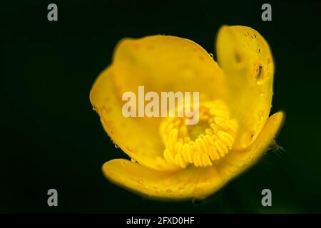 Ranunculus, Buttercup, Buttercup rampant, Crowfoot rampant (Ranunculus repens) en fleur Banque D'Images