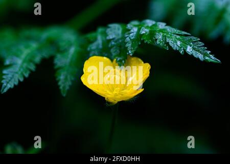 Ranunculus, Buttercup, Buttercup rampant, Crowfoot rampant (Ranunculus repens) en fleur Banque D'Images