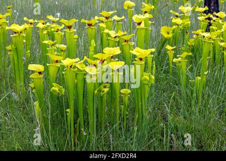 Pitcher jaune (Sarracenia flava var rugelii), tourbière d'infiltration, nord-ouest de la Floride, printemps, États-Unis, Par James D Coppinger/Dembinsky photo Assoc Banque D'Images